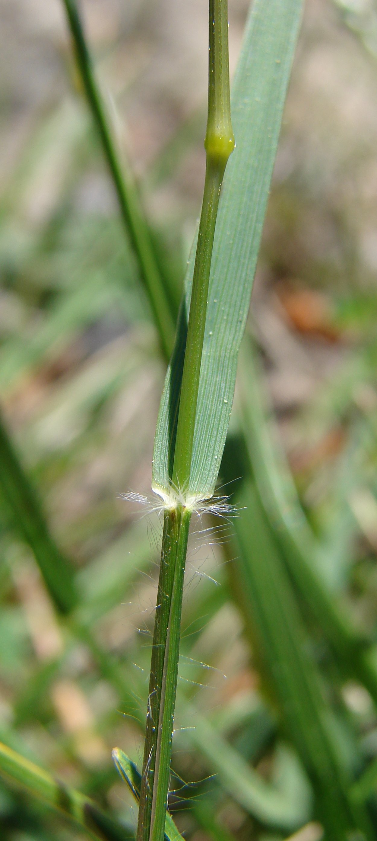 Danthonia decumbensdanthonia decumbens