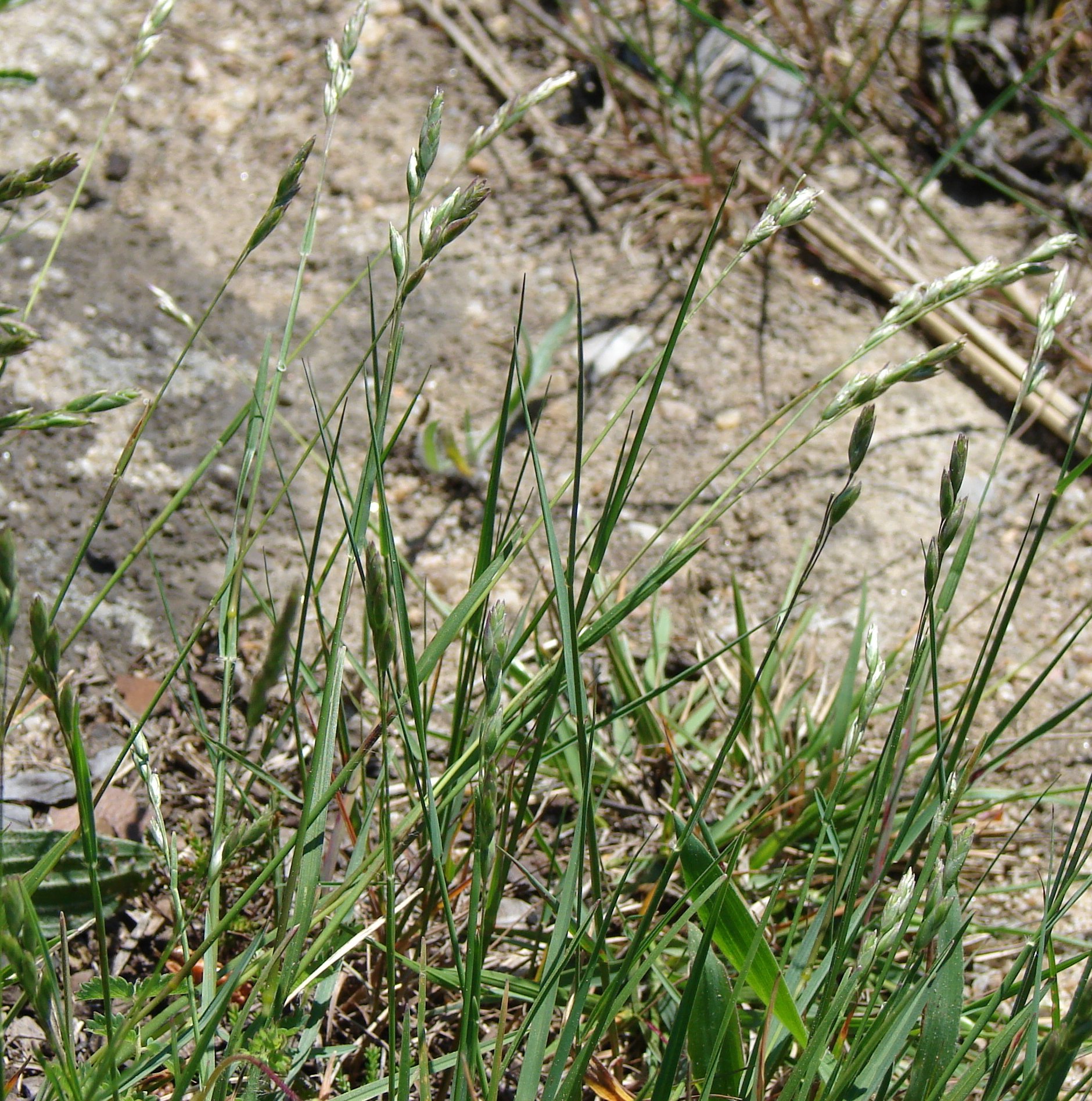 Danthonia decumbensdanthonia decumbens
