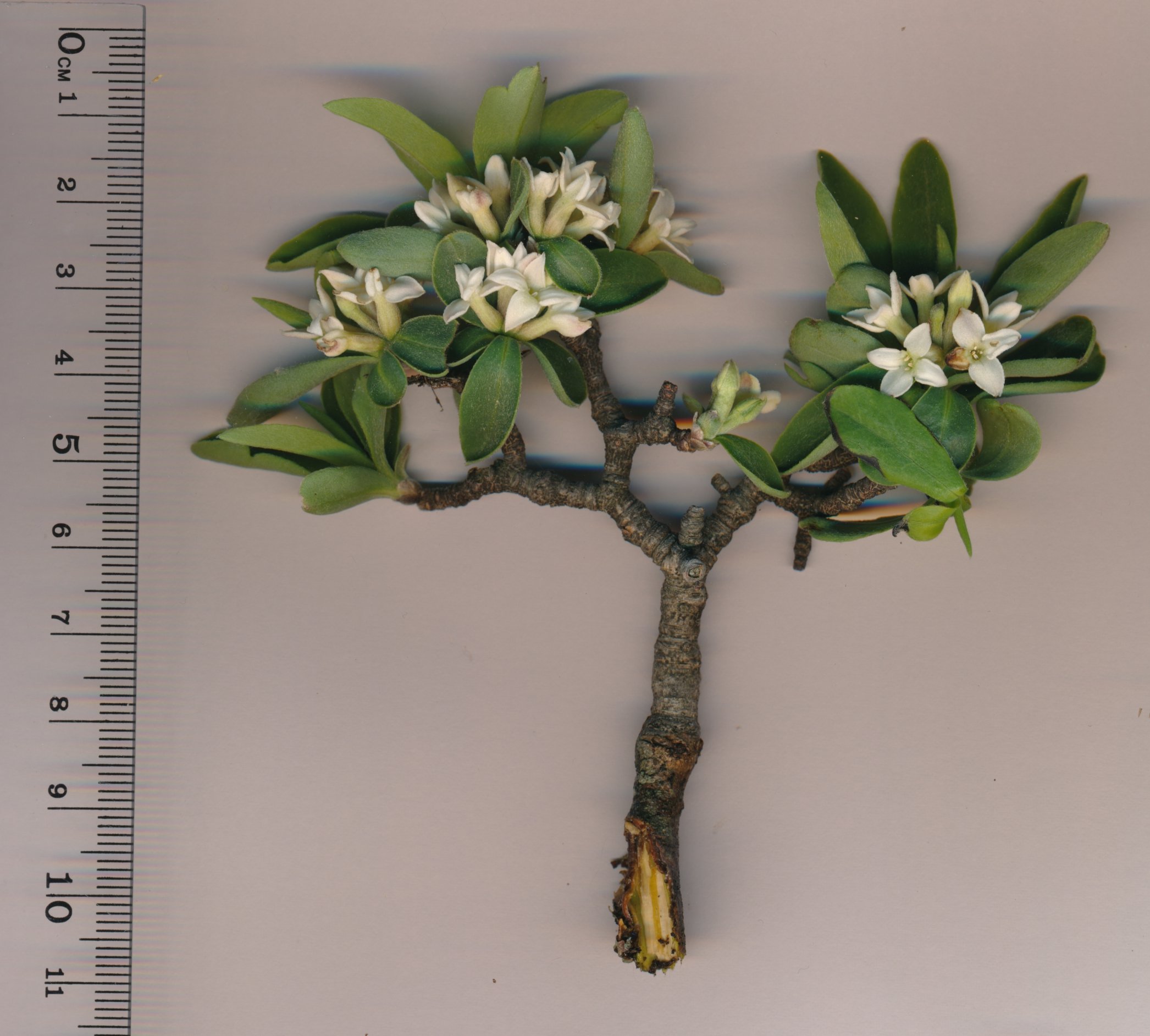 daphne alpina