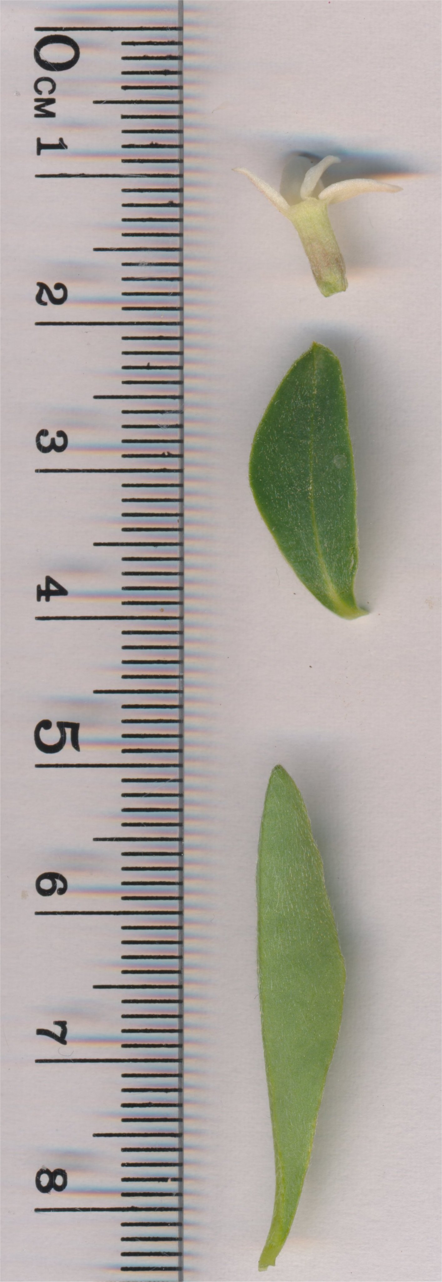 daphne alpina