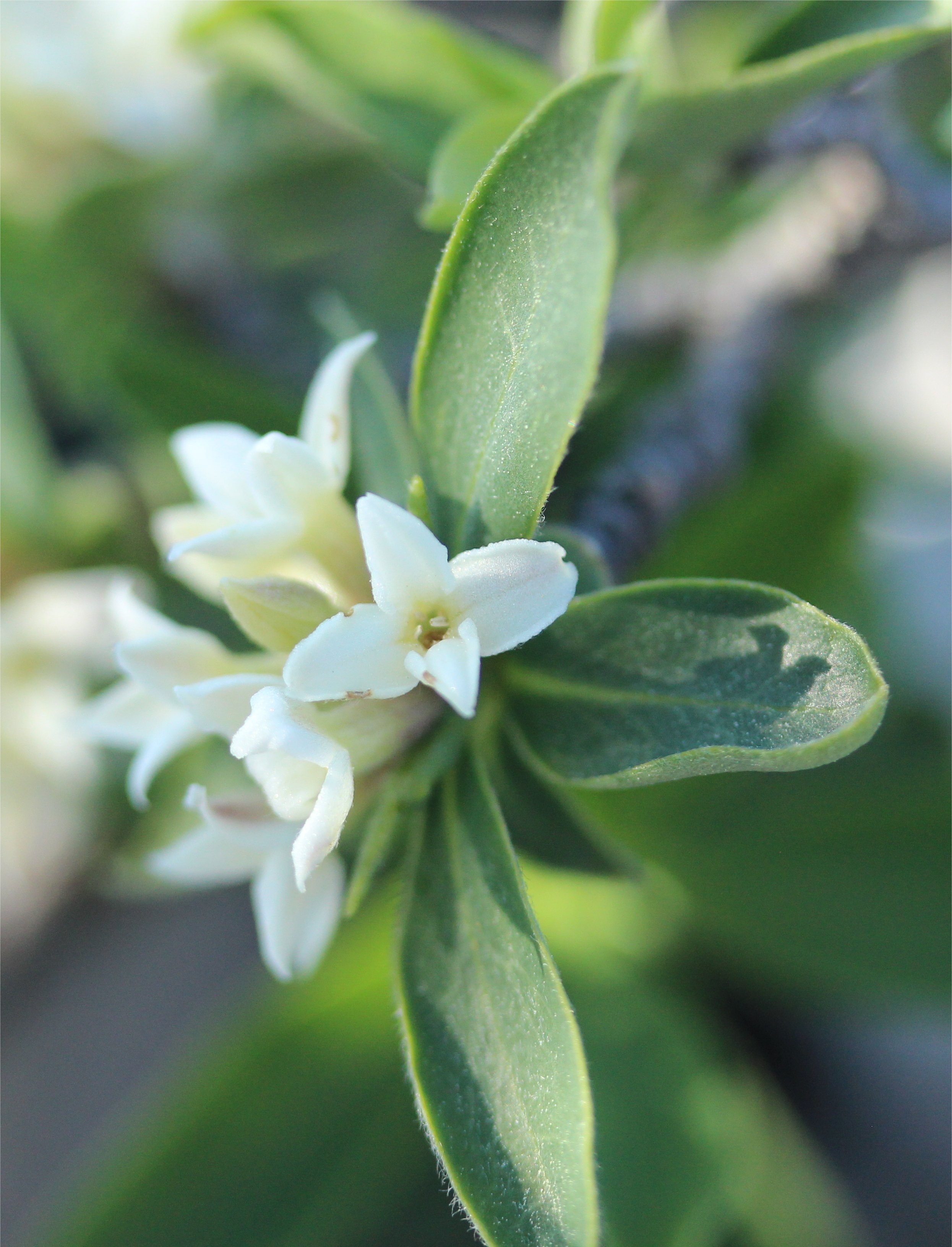 daphne alpina