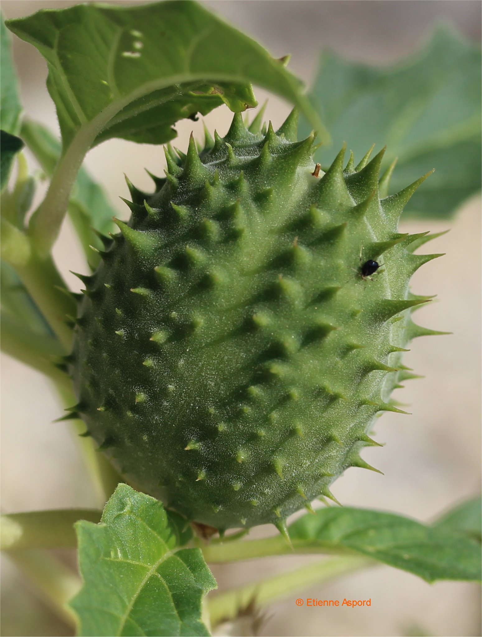 datura stramonium