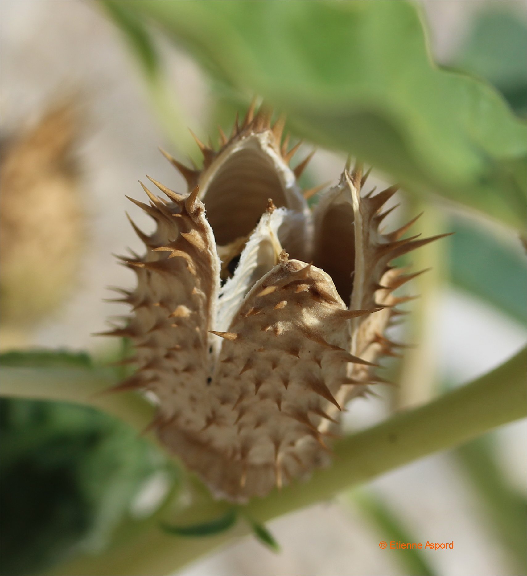 datura stramonium