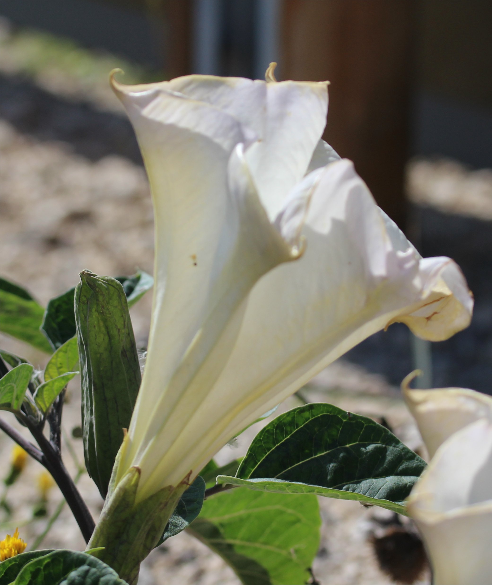 datura wrightii
