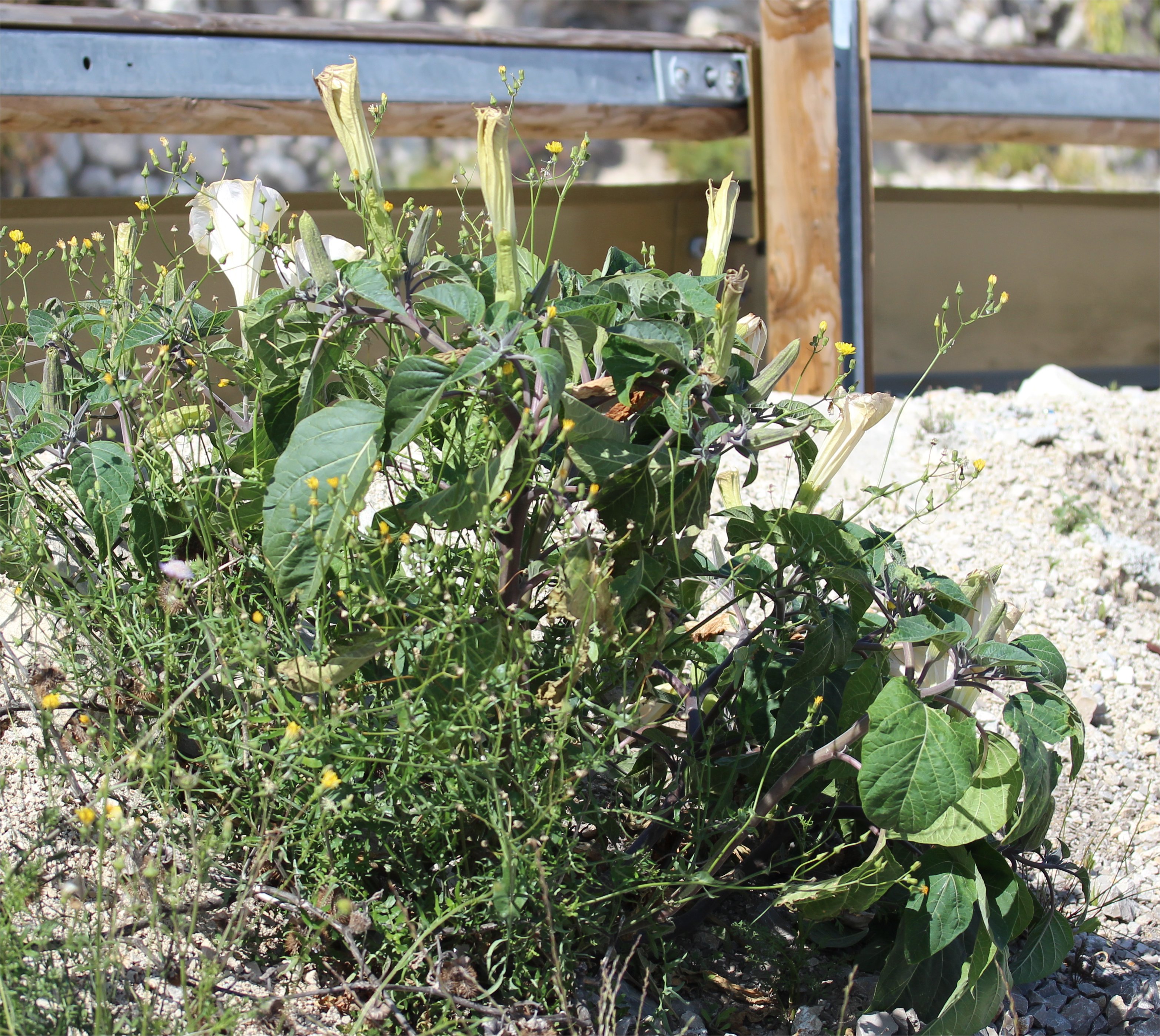 datura wrightii