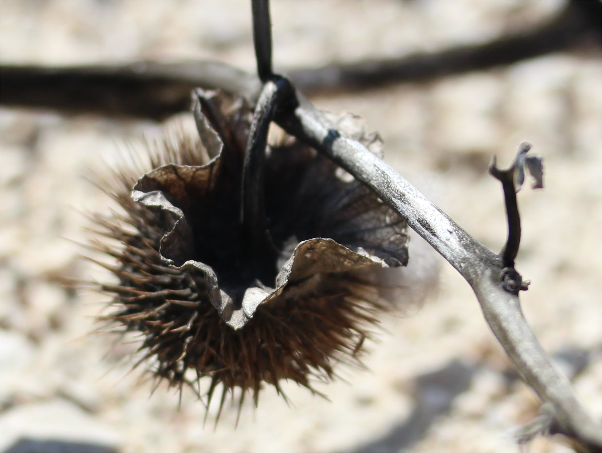 datura wrightii