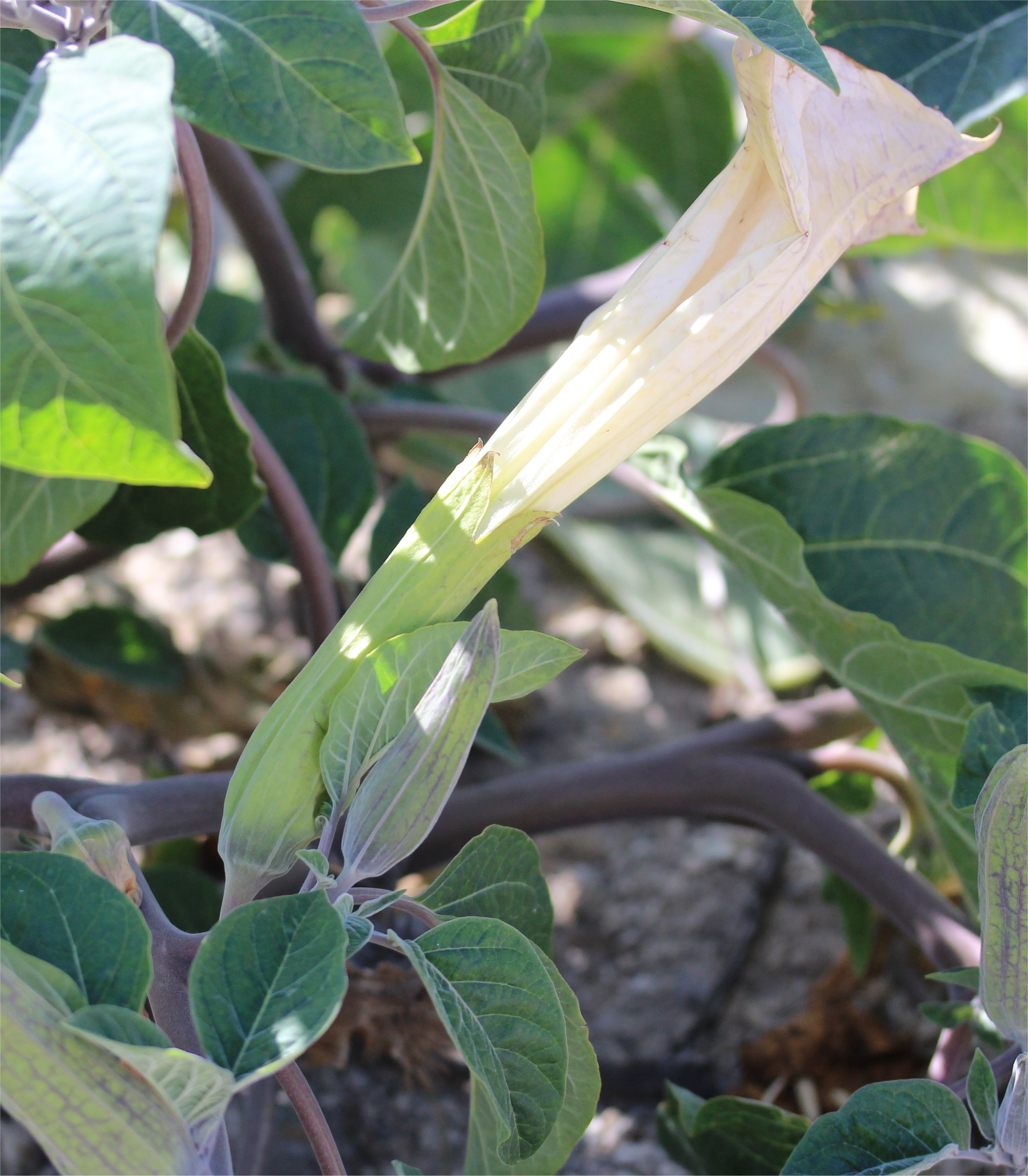 datura wrightii