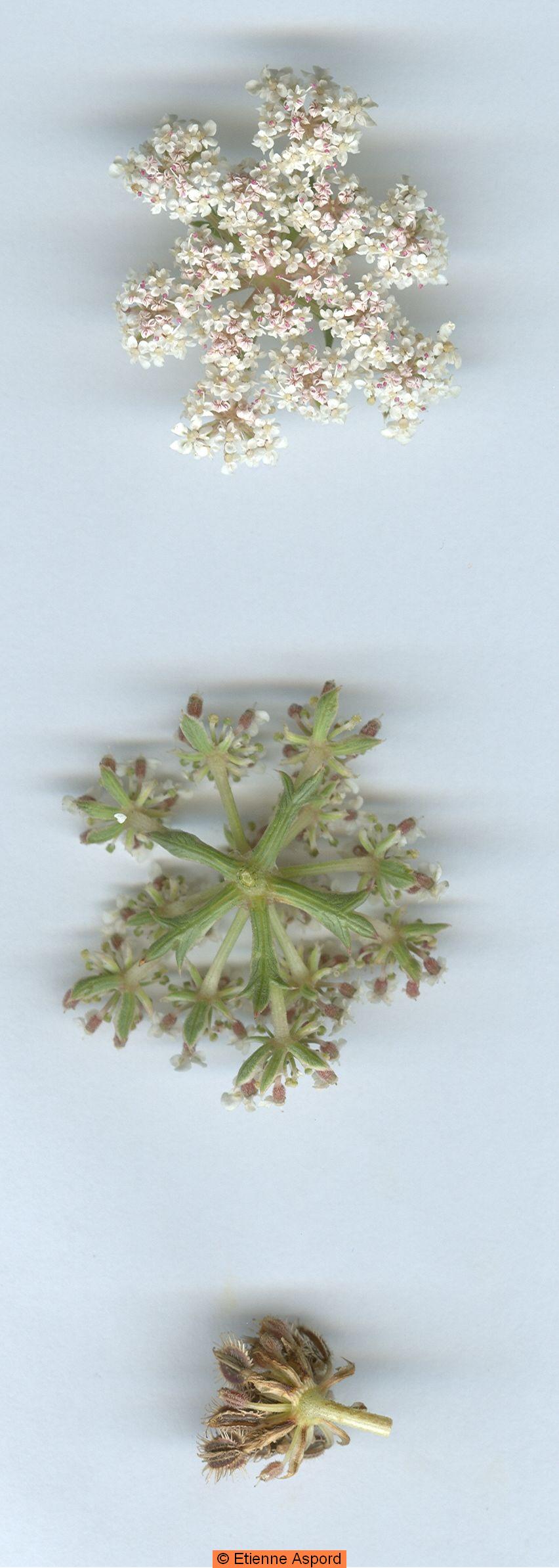 daucus carota subsp hispanicus