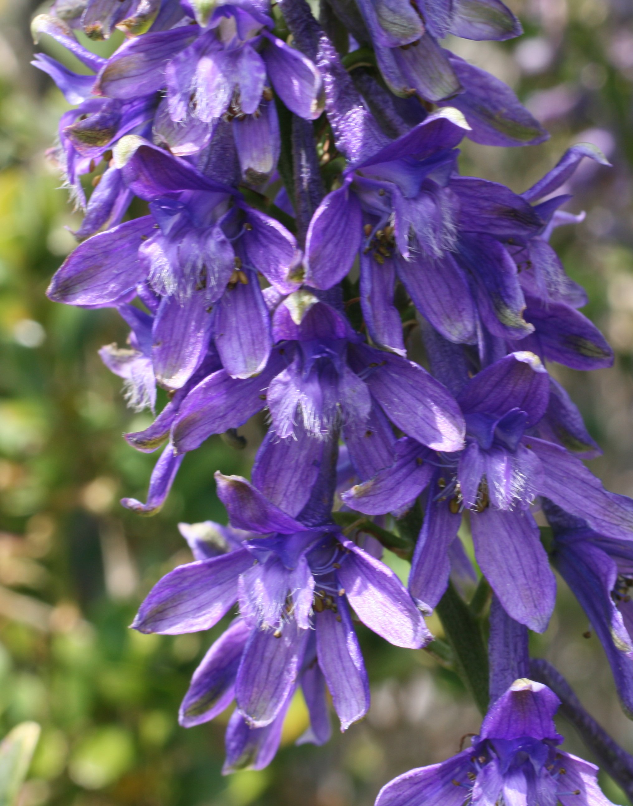 delphinium fissum