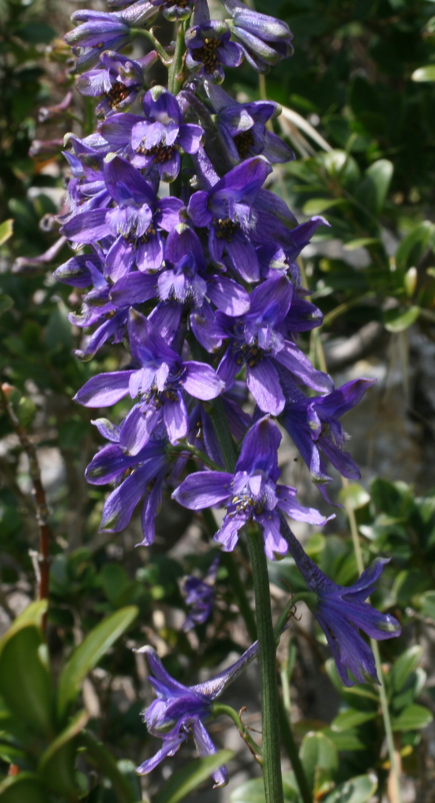 delphinium fissum