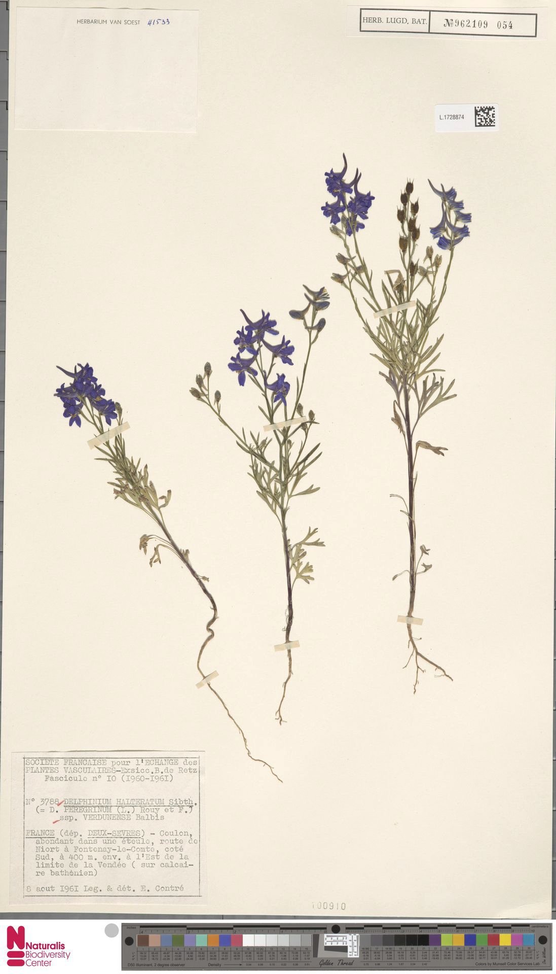 delphinium halteratum tout.jpg