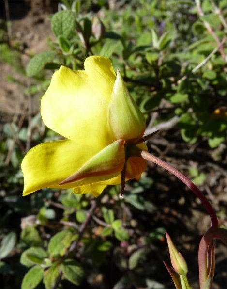 Helianthemum tuberaria
