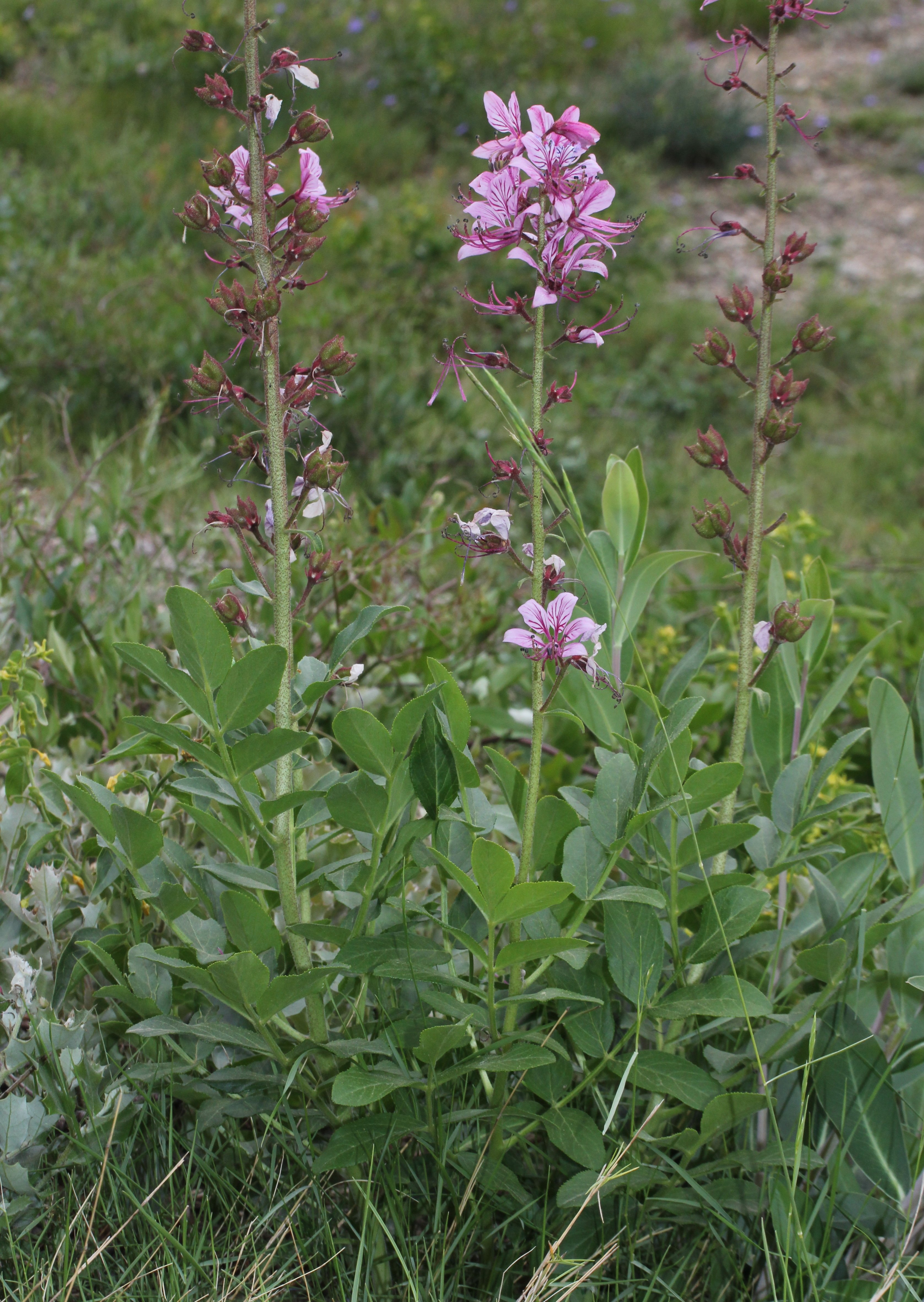 Dictamnus albusdictamnus albus