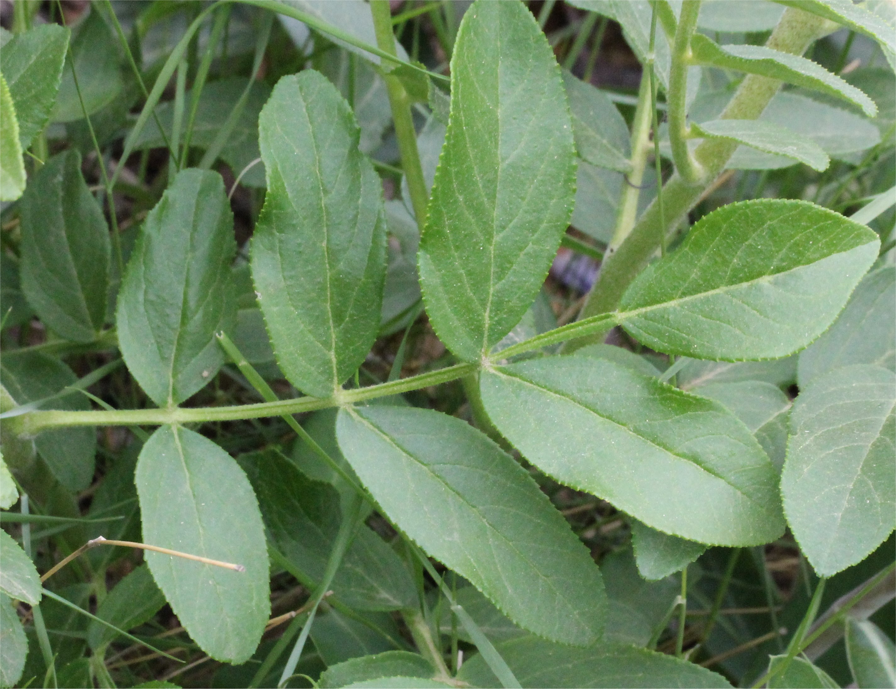 Dictamnus albusdictamnus albus