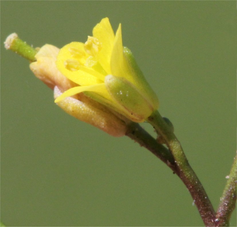 diplotaxis viminea