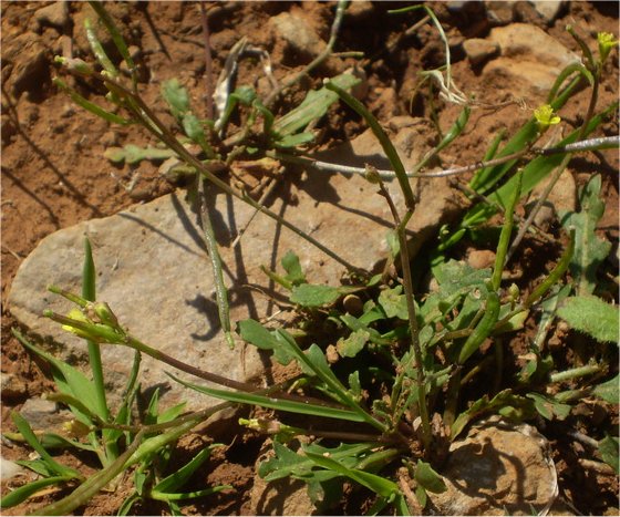diplotaxis viminea