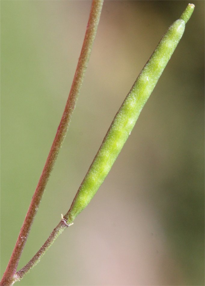 diplotaxis viminea
