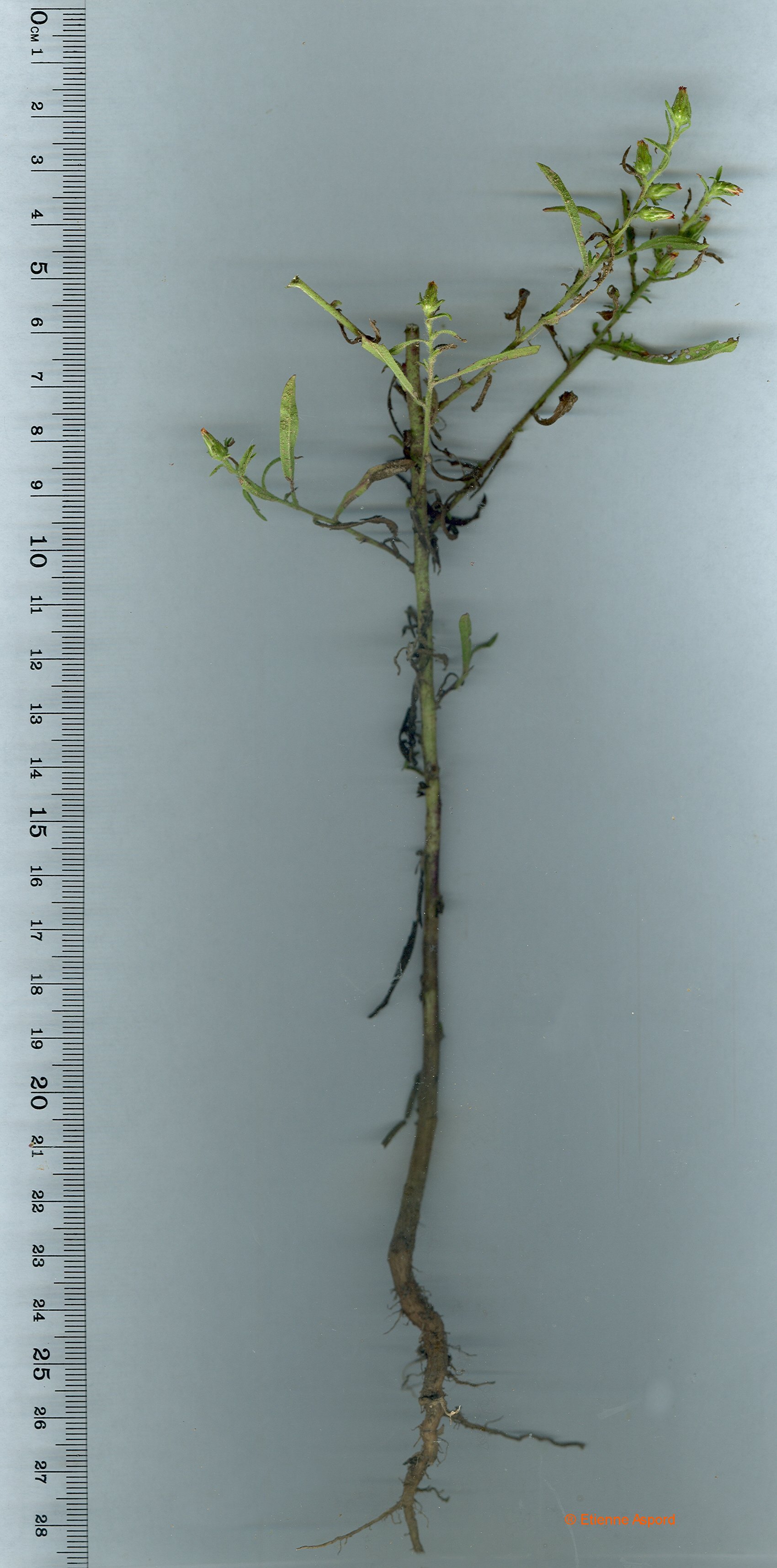 Dittrichia graveolensdittrichia graveolens