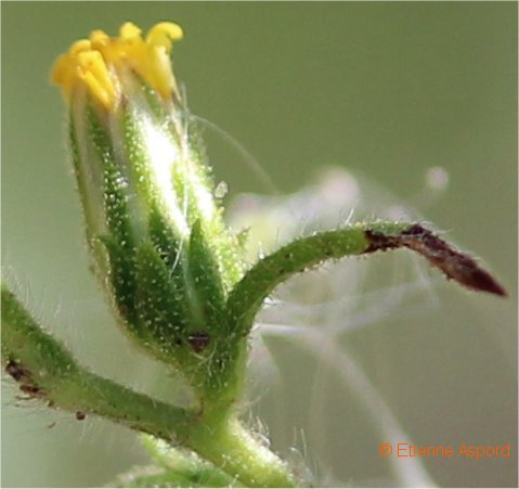 Dittrichia graveolensdittrichia graveolens