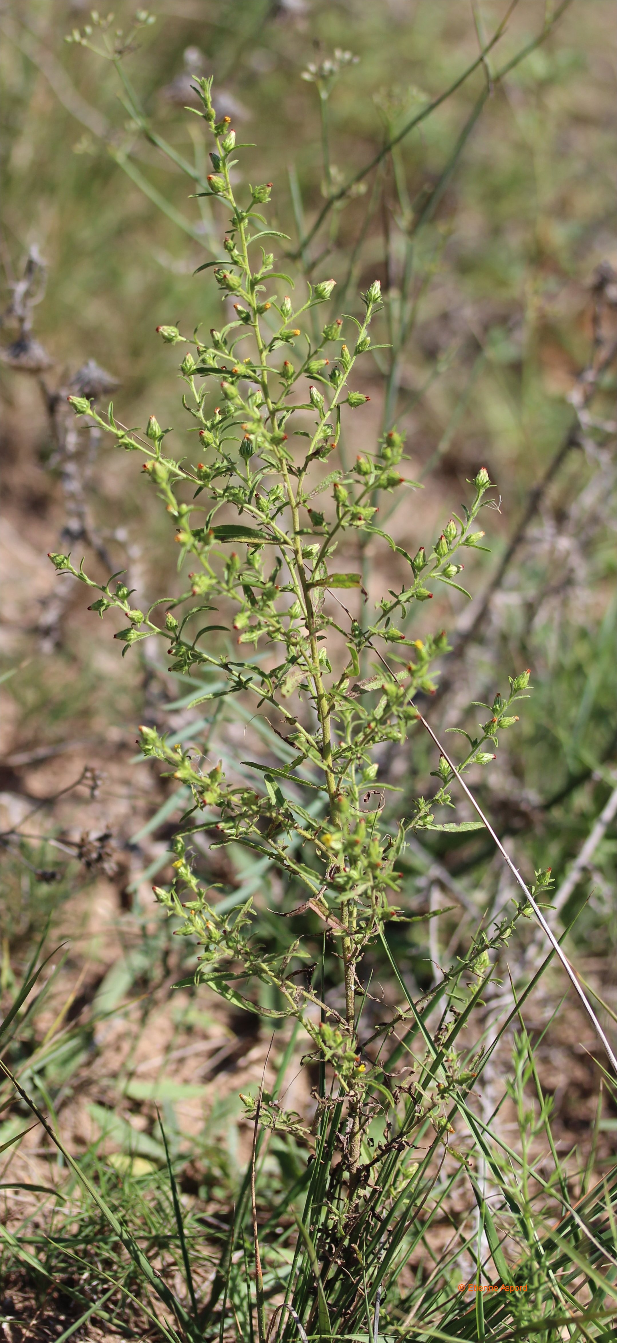 Dittrichia graveolensdittrichia graveolens