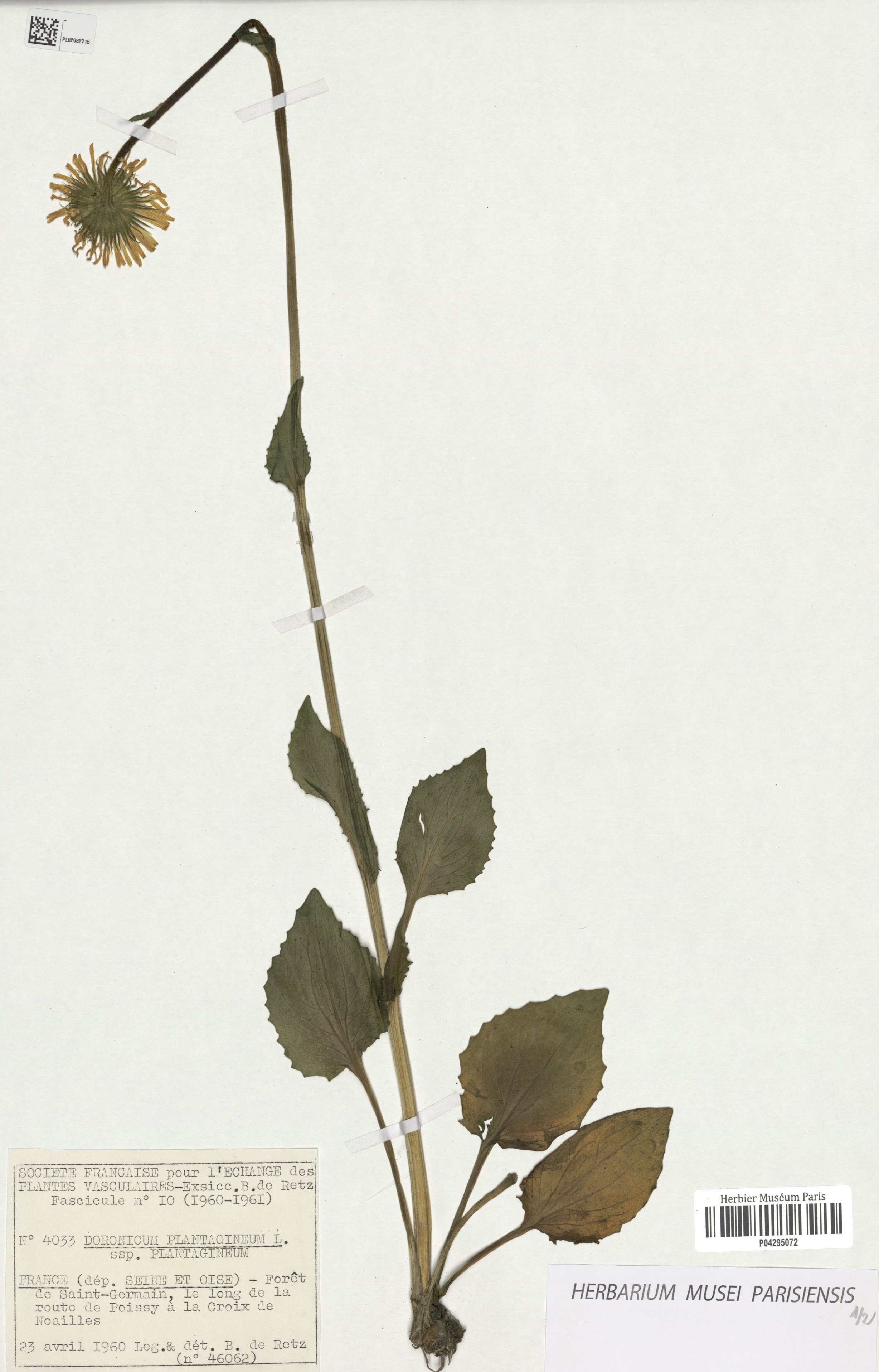 Doronicum plantagineumdoronicum plantagineum