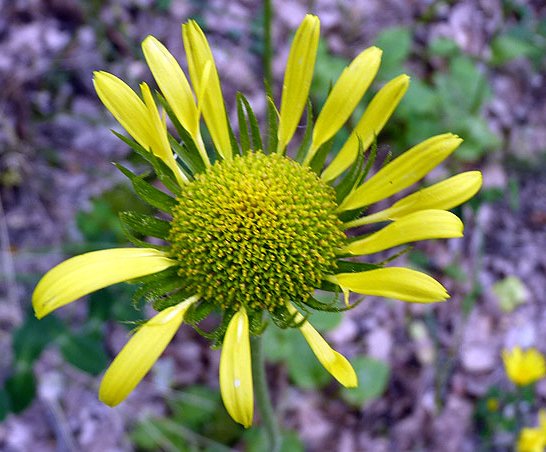 Doronicum plantagineumdoronicum plantagineum