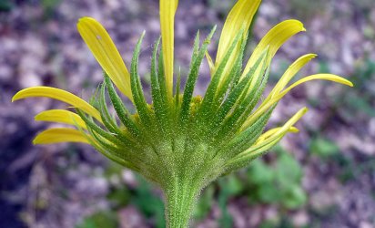 Doronicum plantagineumdoronicum plantagineum