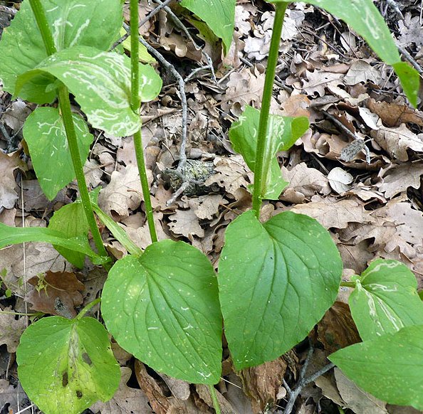 Doronicum plantagineumdoronicum plantagineum