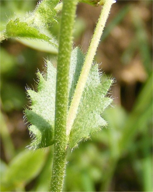 Draba muralisdraba muralis