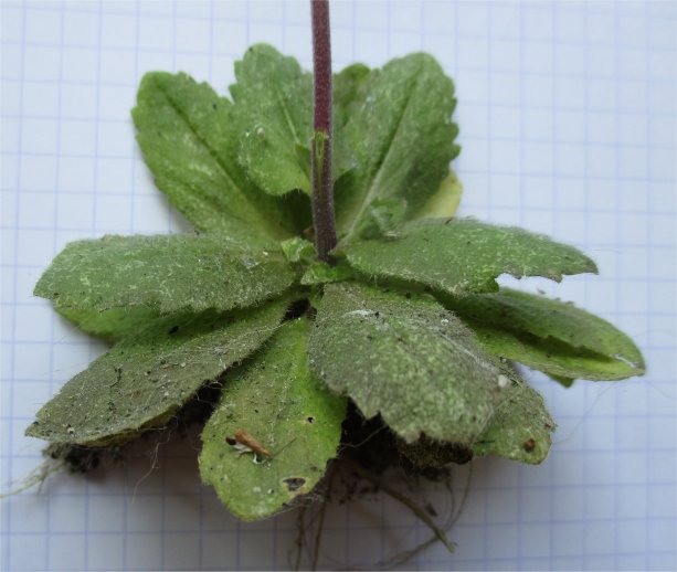 Draba muralisdraba muralis