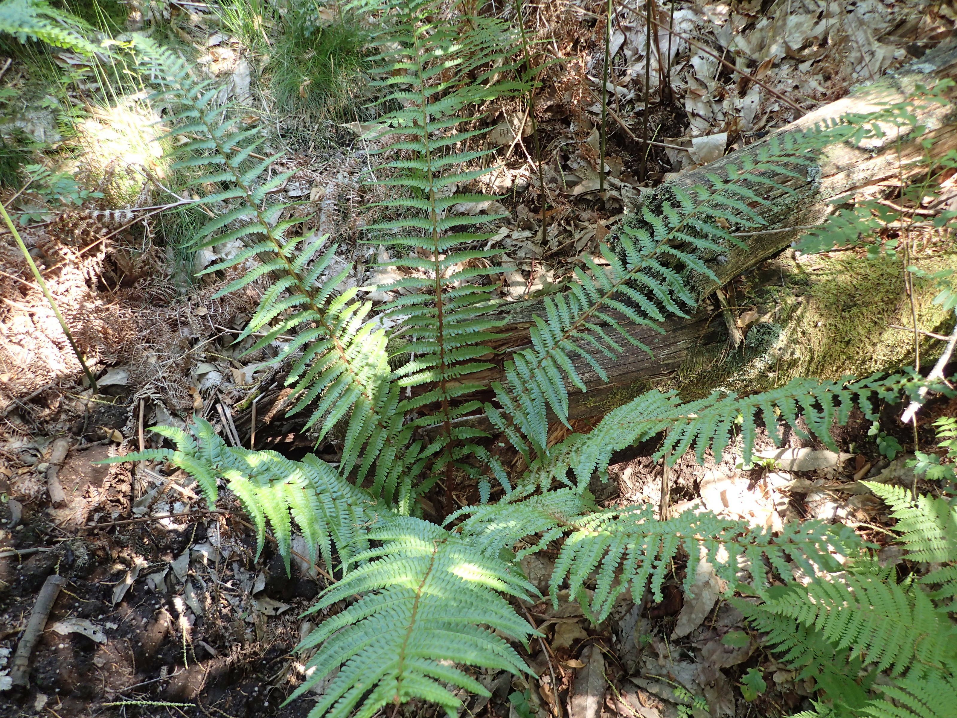 Dryopteris filix-masdryopteris filix mas