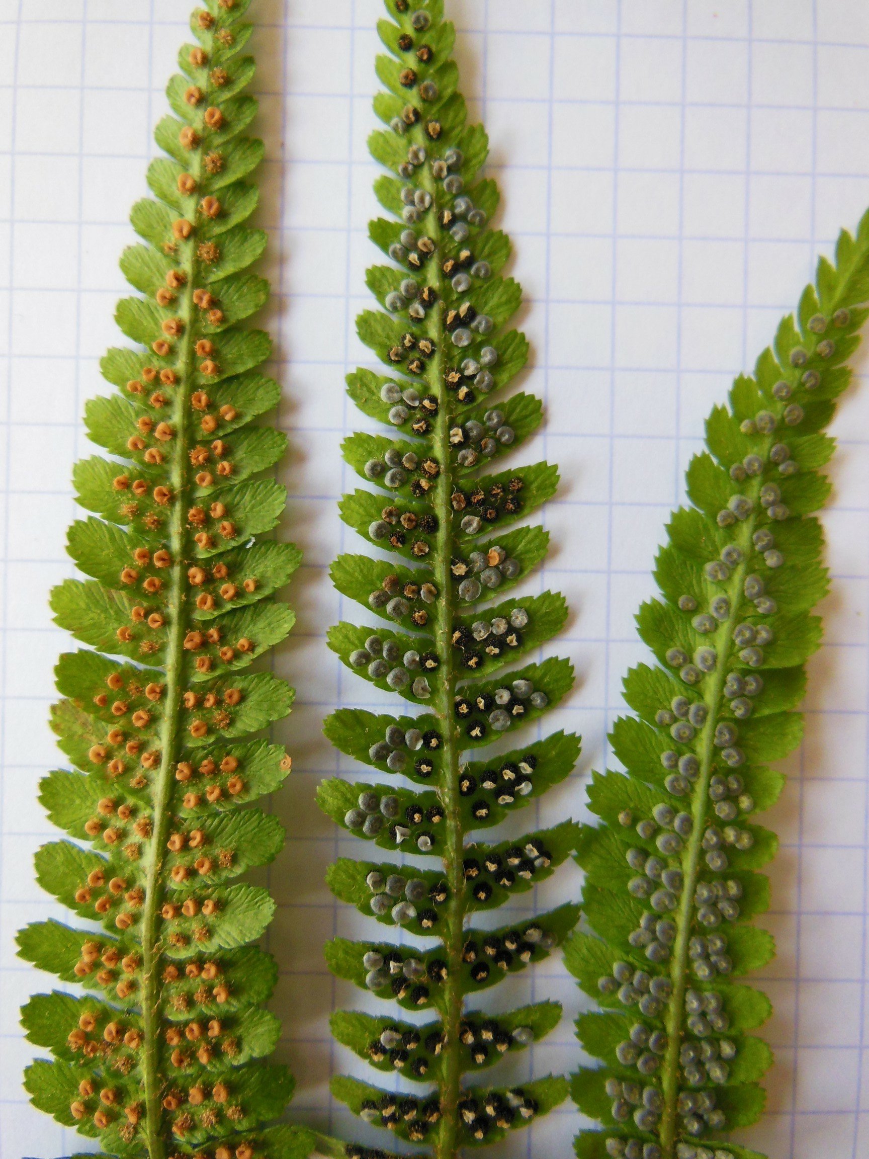 Dryopteris filix-masdryopteris filix mas