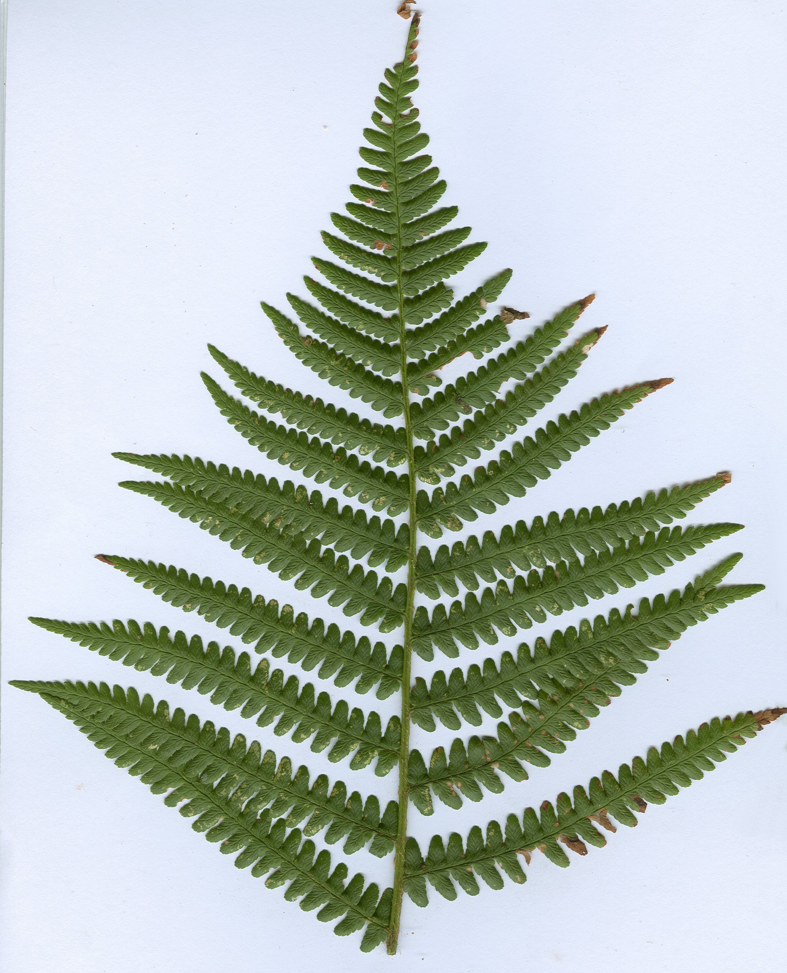 Dryopteris filix-masdryopteris filix mas