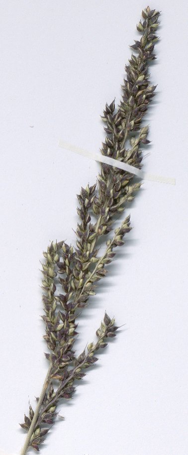 echinochloa oryzoides