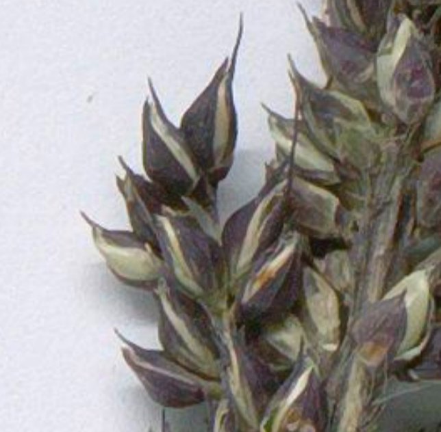 echinochloa oryzoides