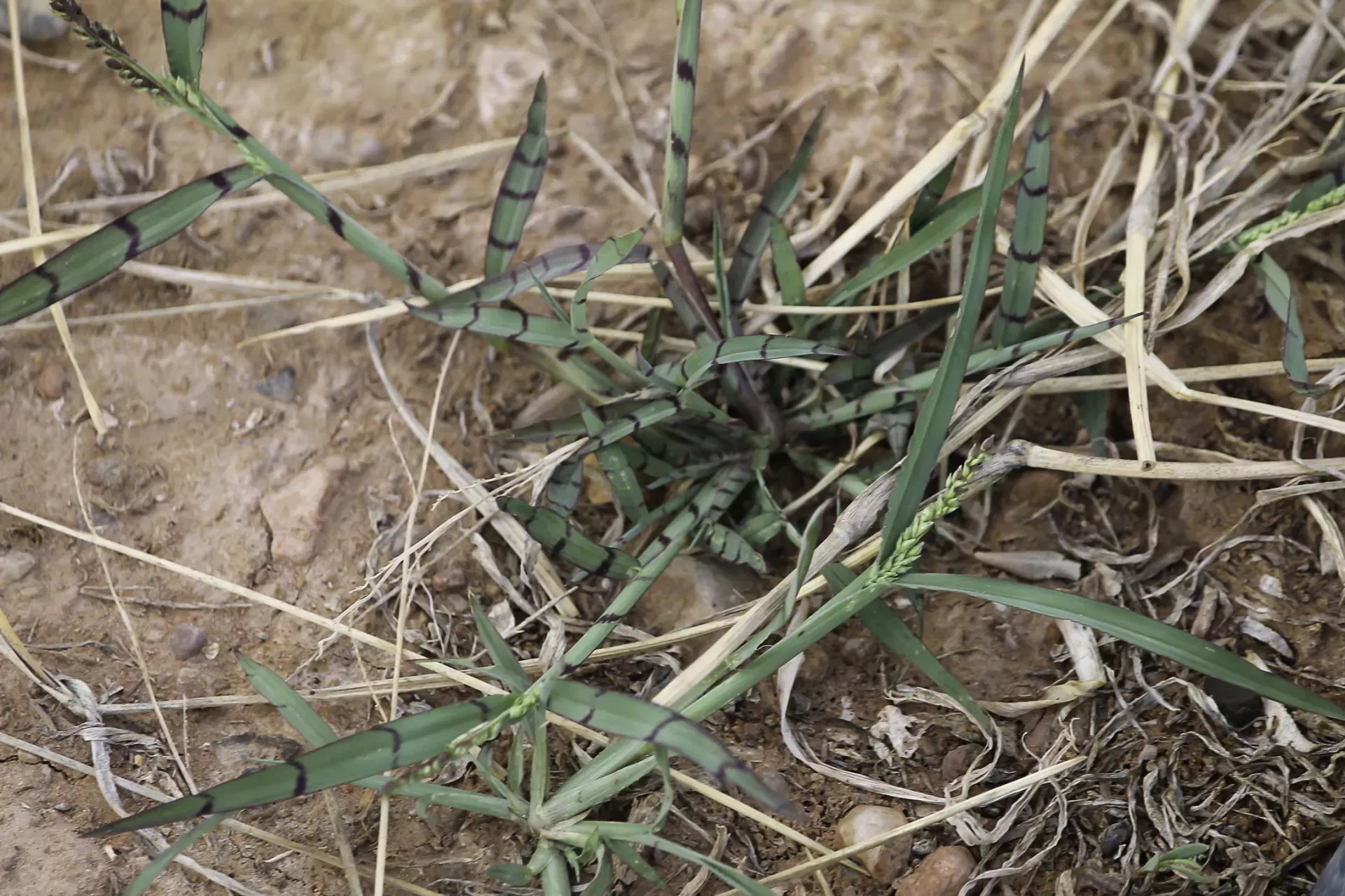 echinochloa colona