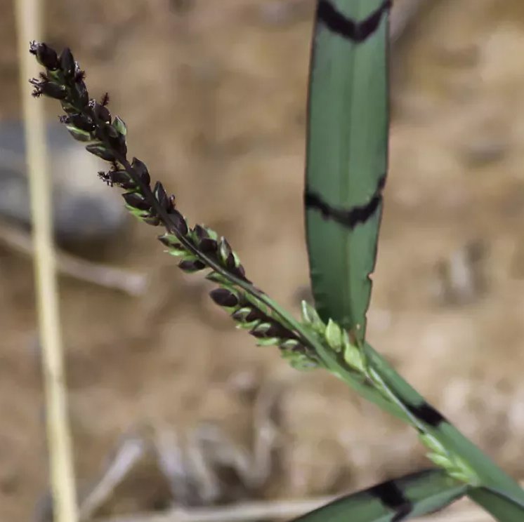 echinochloa colona