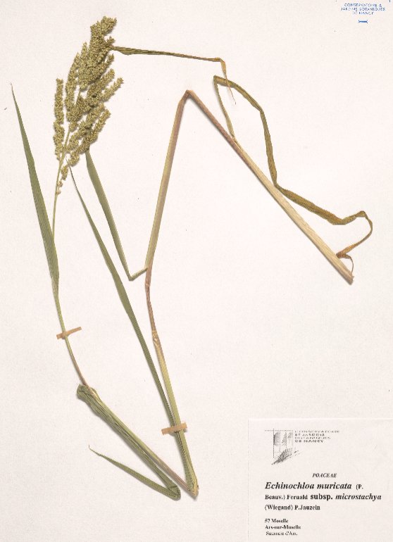echinochloa muricata