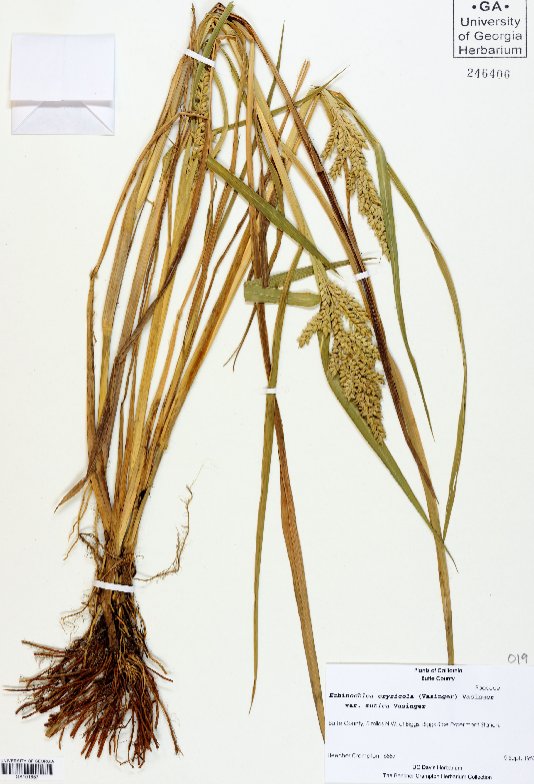 echinochloa oryzicola