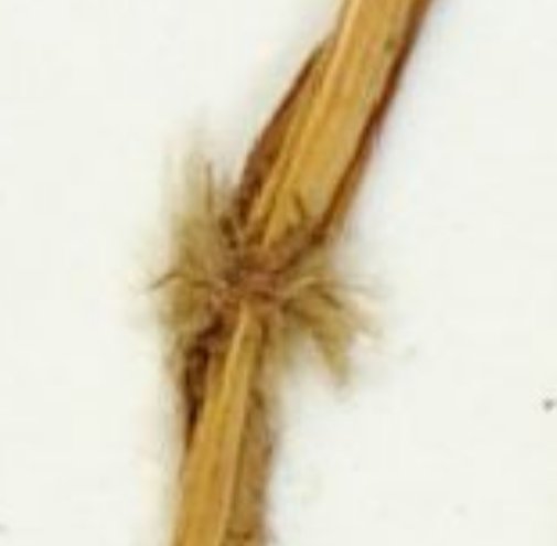 echinochloa oryzicola