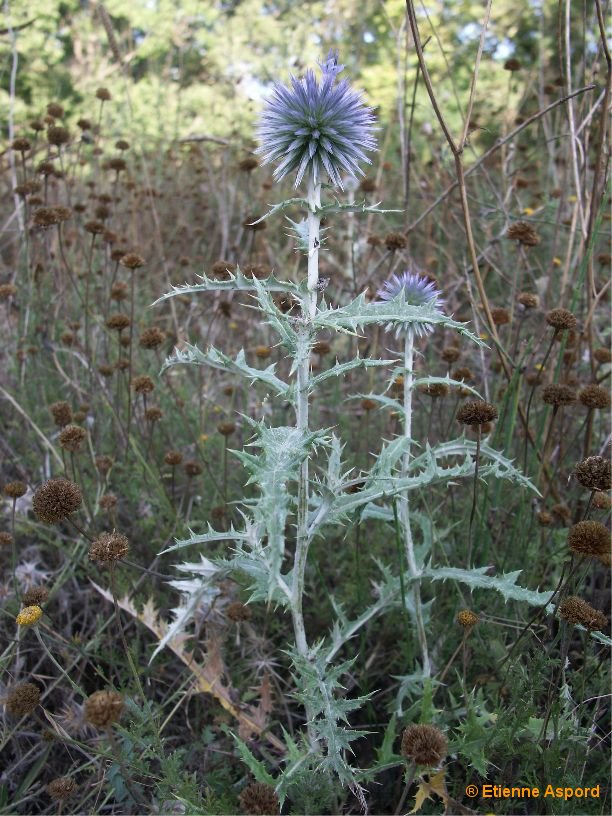 Echinops ritroechinops ritro