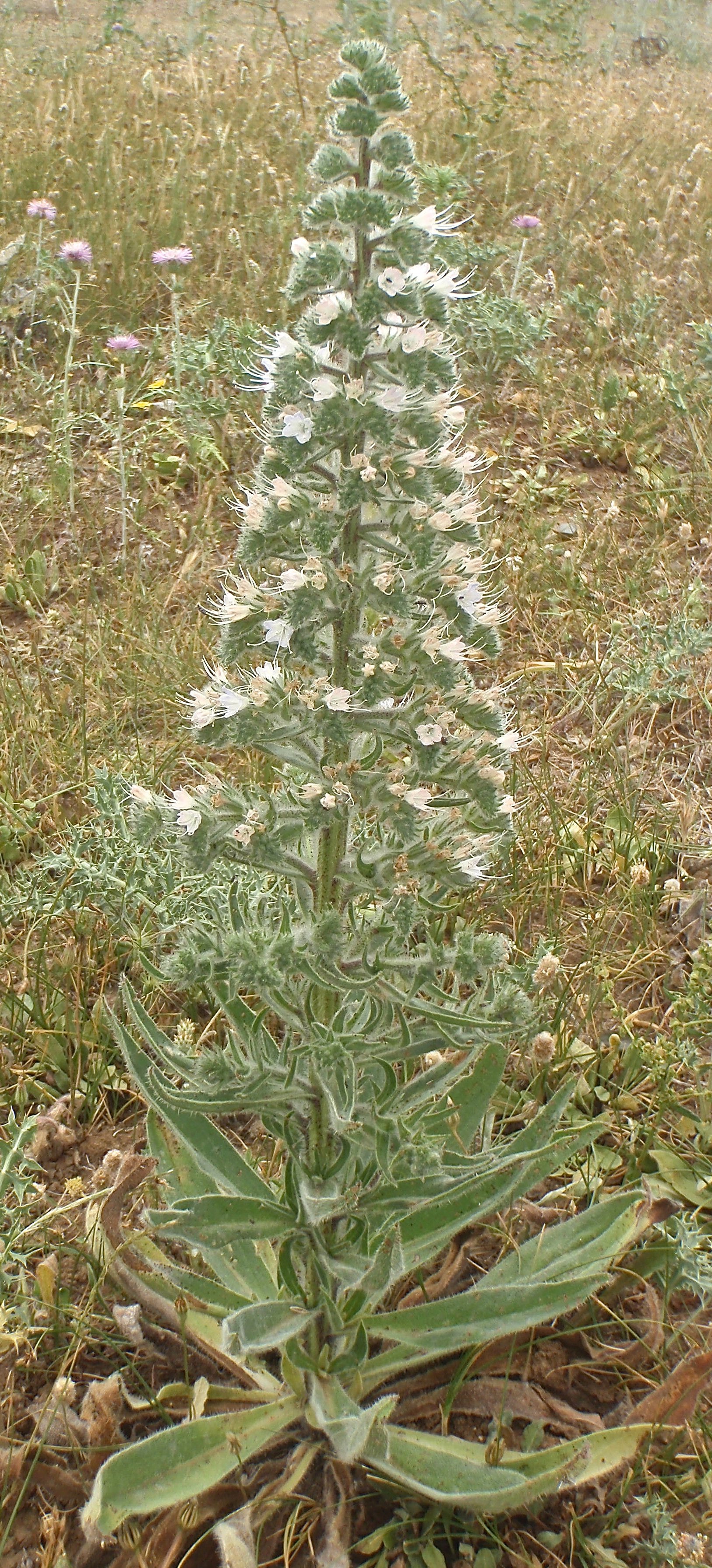 echium italicum