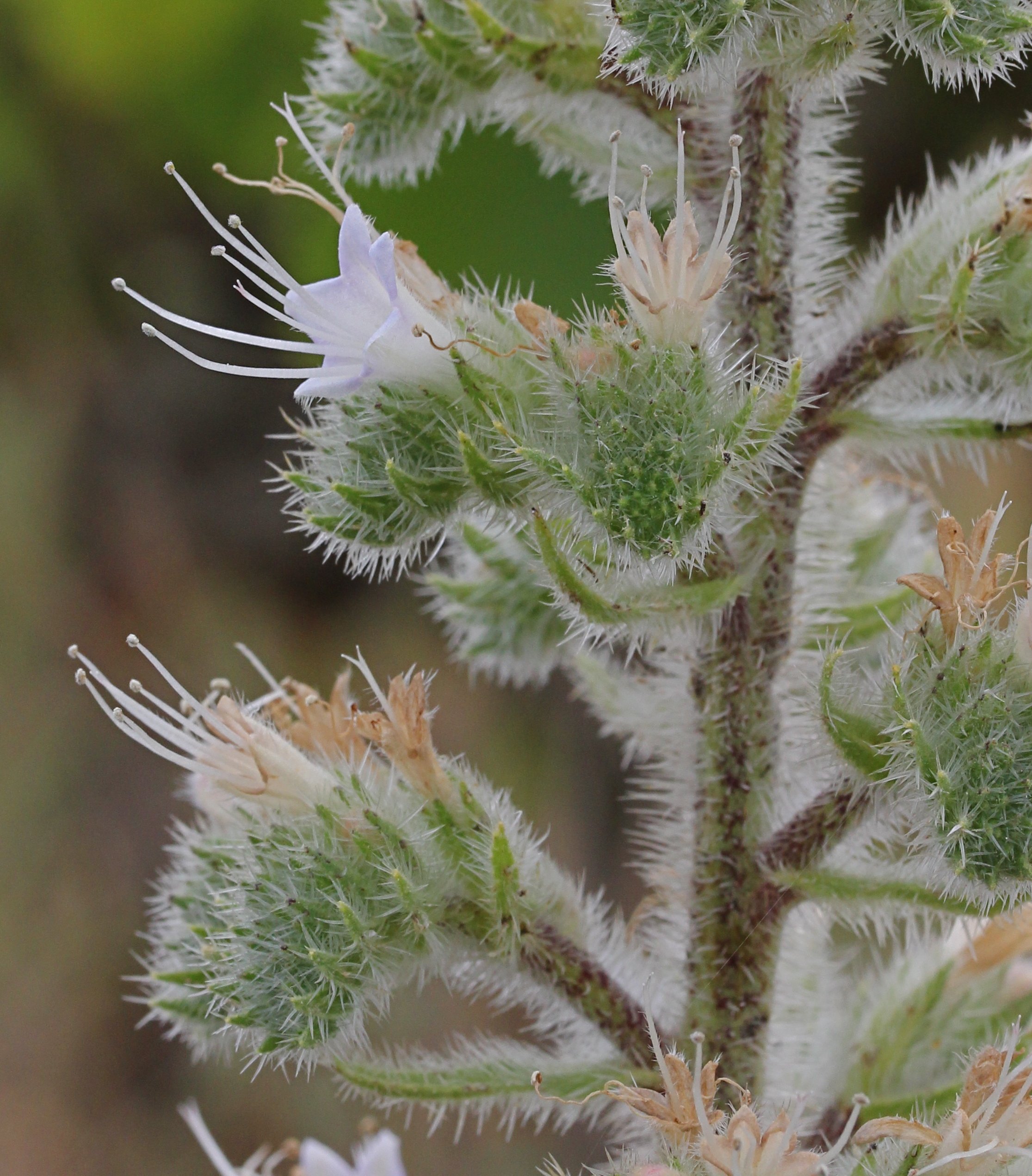 echium italicum