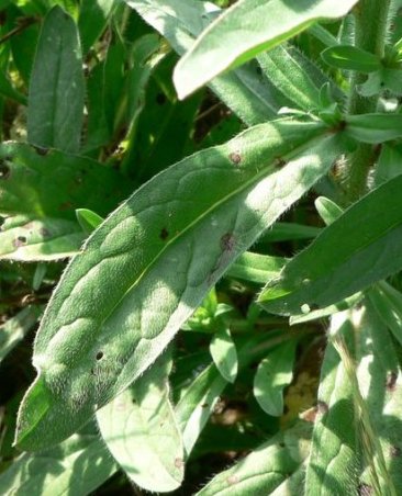 echium plantagineum
