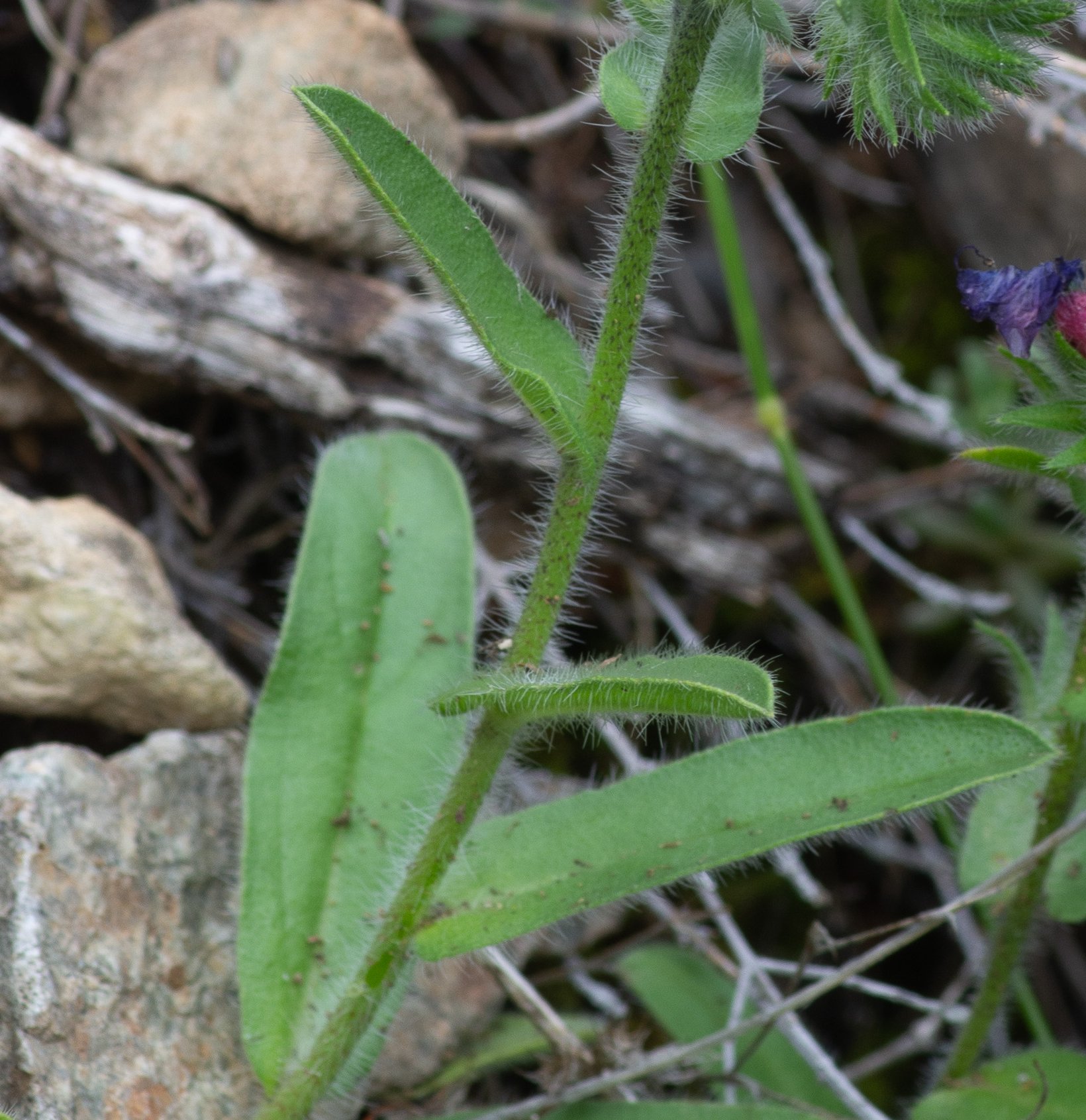 echium plantagineum