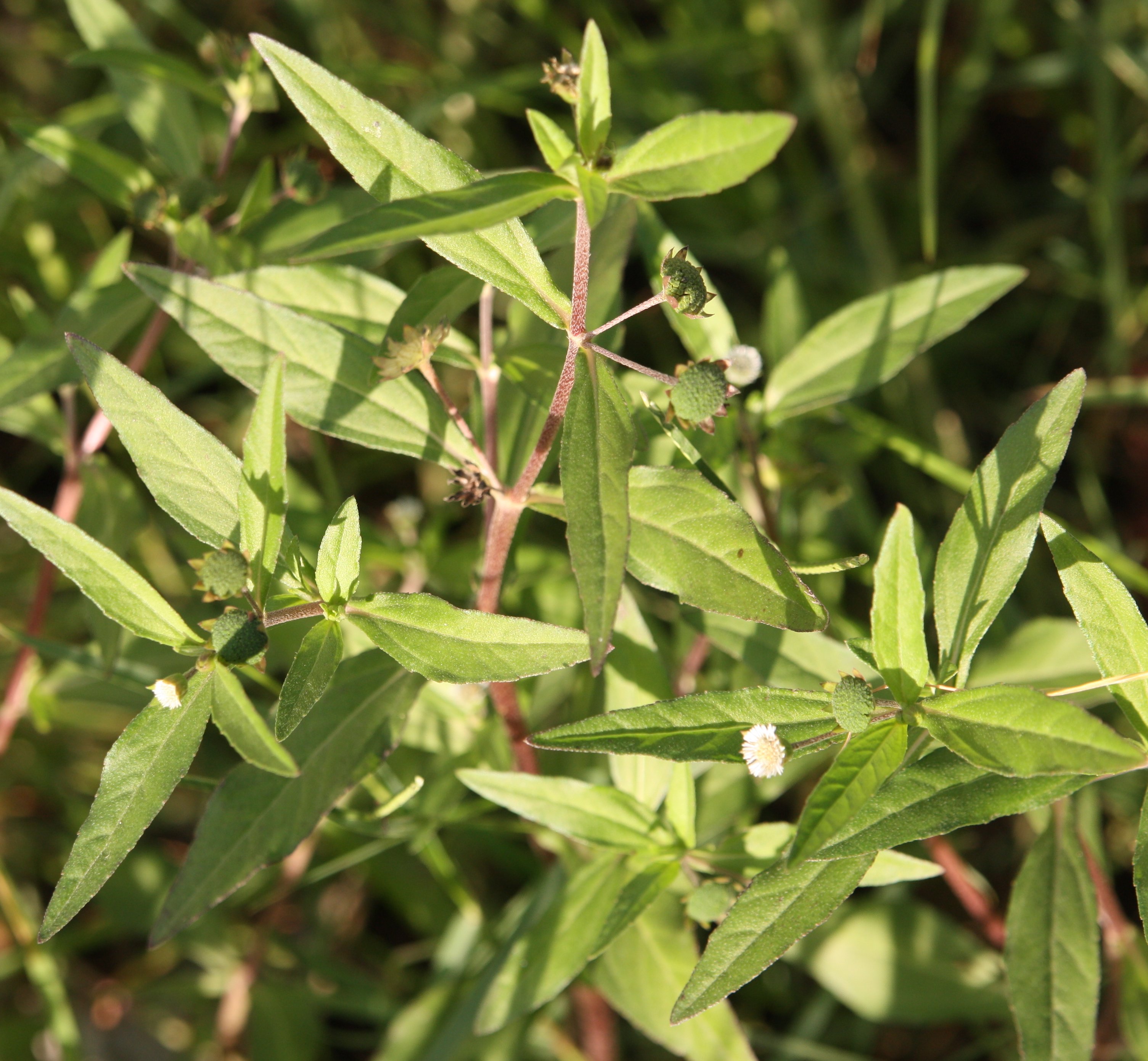 Eclipta prostrataeclipta prostrata