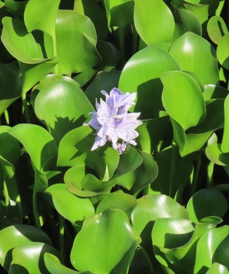 Eichhornia crassipes