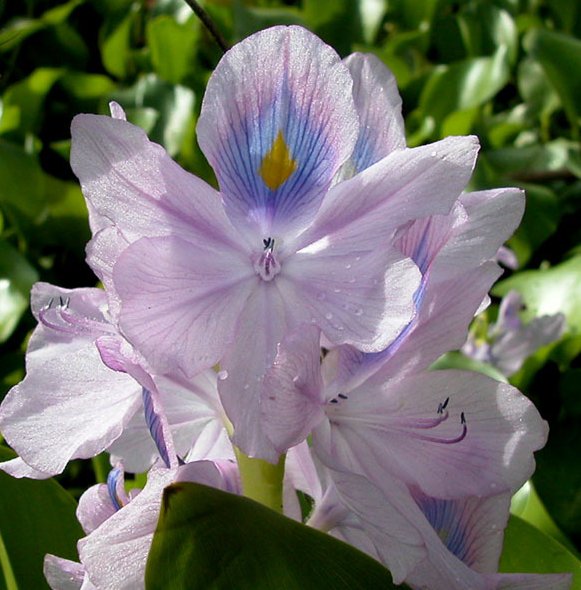 Eichhornia crassipes
