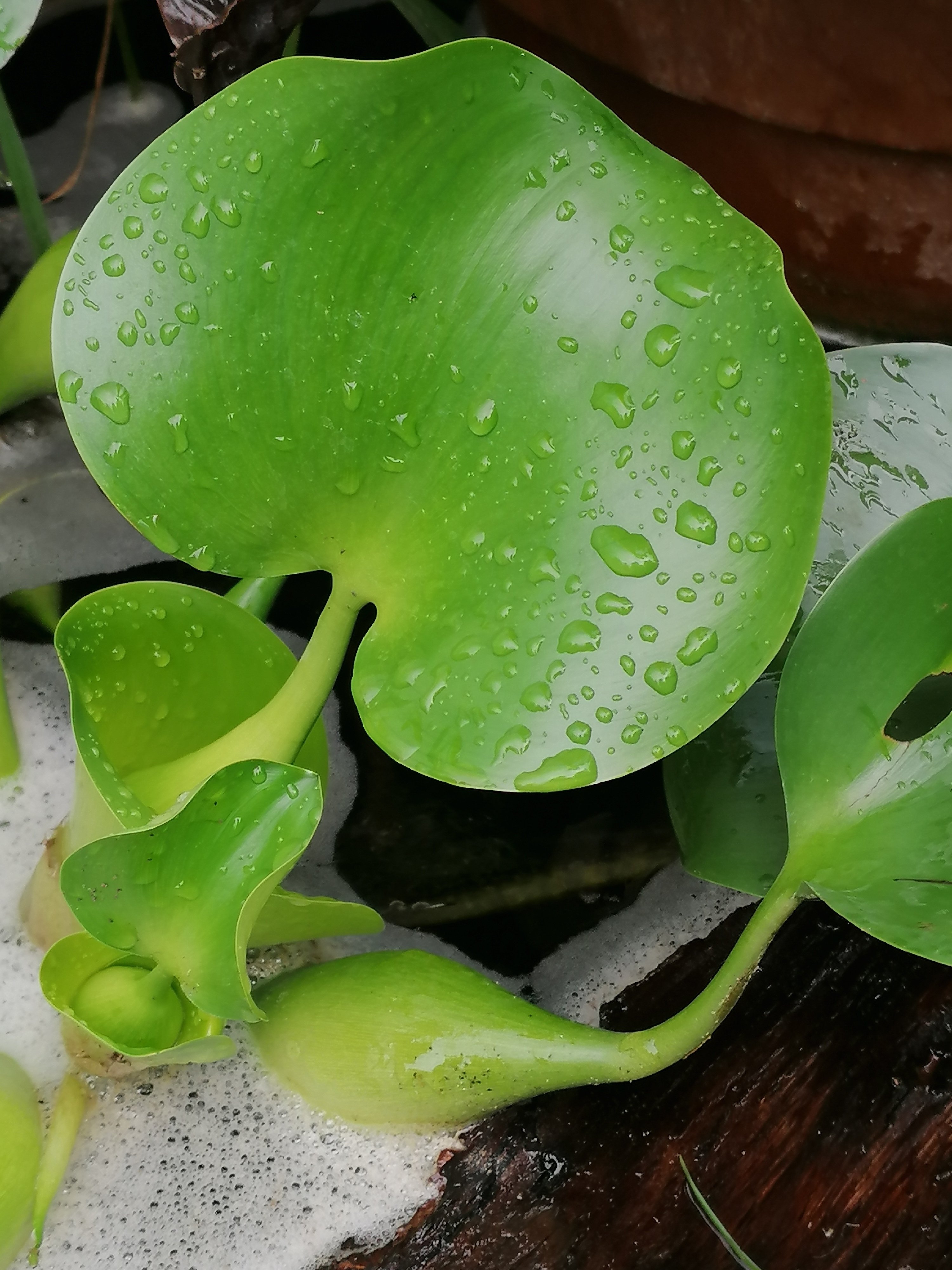 Eichhornia crassipes