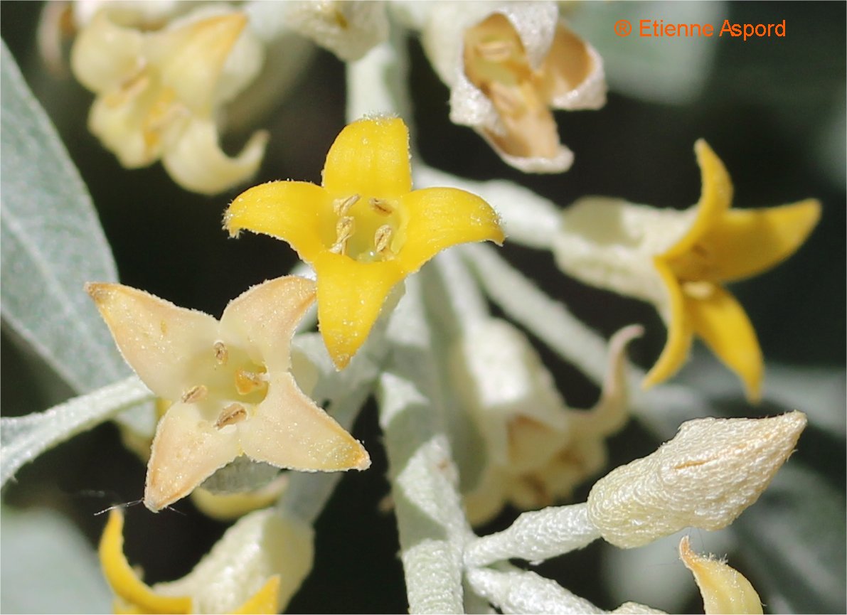 Elaeagnus angustifoliuselaeagnus angustifolia